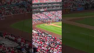 TOMMY EDMAN RECEIVES OVATION IN RETURN TO ST. LOUIS! (6/7/25)