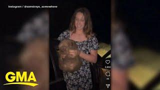 Influencer under fire for picking up wild baby wombat