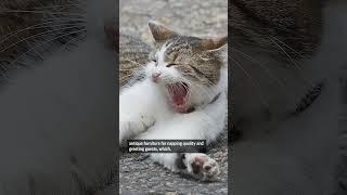 Meet the cat who greets world leaders at 10 Downing Street