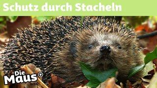 Warum hat der Igel Stacheln? | DieMaus | WDR