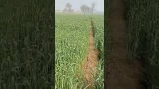 jahar mukt kheti organic kheti