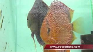 Peces Disco dos Hembras Spotted Head Anakonda