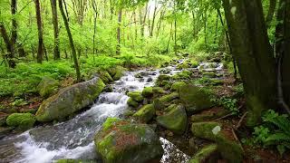 Melody of the Forest, Pleasant Sound of a Flowing Stream,  the Whispers of Small Birds