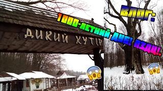 ВЛОГ: 1000-ЛЕТНИЙ ДУБ! ПЗДЦ!.