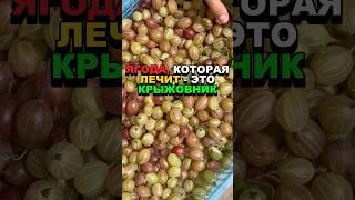 Ягода, которая лечит - крыжовник! #крыжовник #здоровье #здоровьебезлекарств #еда #еда #пп #витамины