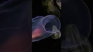 Un animal marino muy extraño #universo #documental #espacio