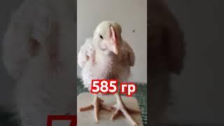 БЕЛЫЙ БРОЙЛЕР. вес в 14 суток #турция кобб 500 #жизньнасевере #chicken #ферма #farmer #broiler #еда