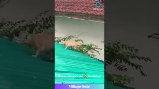 Cat Goes from 007 to Mr. Bean REAL Quick!  That Fall Though! #funnycat #catfails #rooftop #lol