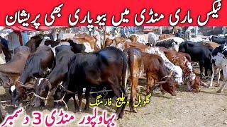 Bahawalpur Cow Mandi Fresh Video Today | Cholistani Bachre Bachrian || Global Village Farming