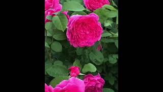 Роза Софи Роуз.(rose Sophys  Rose)Остин Великобритания,1997г.Инфо о розе в низу.)