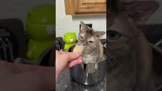 The best recipe  #cat #entertaininganimals #funnyanimal #funnycat #catsofyoutube