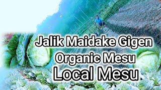 Saliram star Gitalgipa Vedio