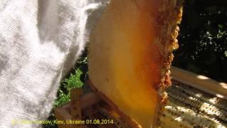 Honey Harvest in New Beehive of Ukrainian Beekeeper Vasyl Priyatelenko