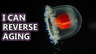 Immortal Jellyfish facts: Turritopsis dohrnii | Animal Fact Files