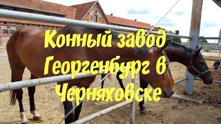 КОННЫЙ ЗАВОД ГЕОРГЕНБУРГ В ЧЕРНЯХОВСКЕ