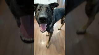 El Coco No featuring Billy Bob  #billybob #dogshorts #cutedog #doglover #funny #funnydogs