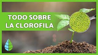 Qué es la CLOROFILA Función, Tipos y más 