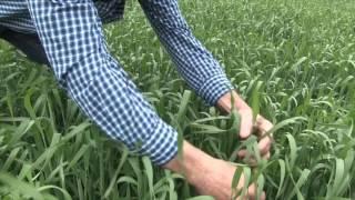 Wheat School: Estimating Yield