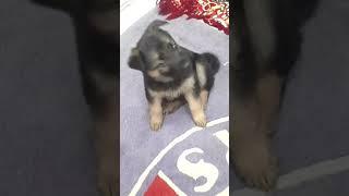 GERMAN SHEPHERD PUPPY | GSD | MY LITTLE DOGGO DUDE TREND| #Shorts