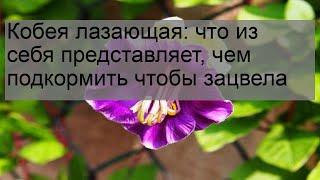 Кобея лазающая: что из себя представляет, чем подкормить чтобы зацвела