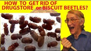 How to Get Rid of Drugstore Beetles or Bisсuit Beetles Stegobium paniceum in Your Kitchen?