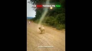 Dog stops tornado 