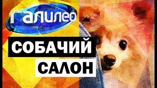 Галилео. Собачий салон  Canine salon