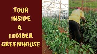 What is inside the Greenhouse | Cluster Tour EPISODE 6