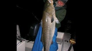 Striped Bass Fishing with Bucktails - 3-Way Rigs