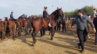 Shahidon ot bozori bugungi narhlar bilan tanishing 29.10.2024yil