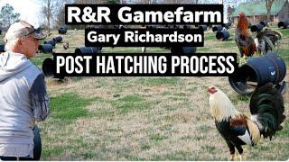 Gary Richardsons process after hatching chicks.
