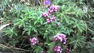 Wild Marjoram
