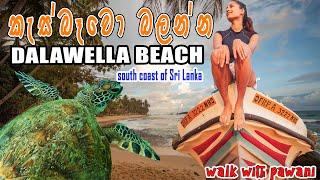 Beach in Sri Lanka with Turtles! Hidden Travel Destination 2024│Dalawella Beach Sri Lanka