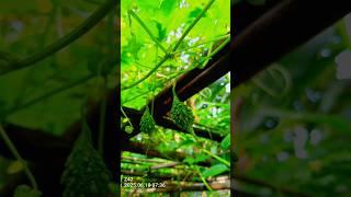 village diaries #youtubeshorts #viralvideo #nature