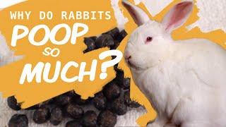 What Rabbit Poop Tells You About Their Health