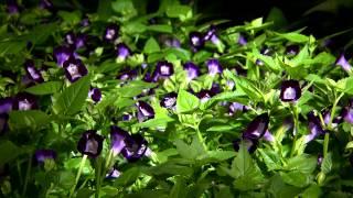 Kauai Torenia proves to be a Louisiana super plant