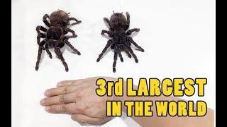 How big is Lasiodora Parahybana Tarantula Birdeater Spider