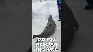 i wana bounce away #seal #sealife