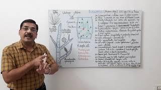 Ectocarpus-1- General features, thallus structure and growth