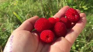 ЧТО ПОСАДИЛА В АВГУСТЕ? Собираю урожай картофеля My green gardening and the harvest in Belarus MINSK