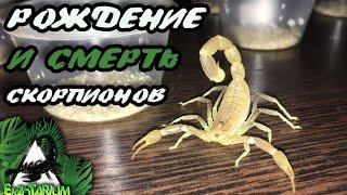 Рождение скорпионов Mesobuthus gorelovi и СМЕРТЬ СКОРПИОНА