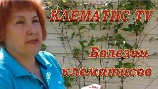 БОЛЕЗНИ КЛЕМАТИСОВ - увядание верхушки клематиса Советы от Клематис TV