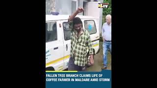 FALLEN TREE BRANCH CLAIMS LIFE OF COFFEE FARMER IN MALDARE AMID STORM