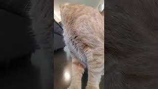 Teddy B. What's This? #adoptacat #cats #catsofyoutube #orangetabbycat #catsrule #catshorts