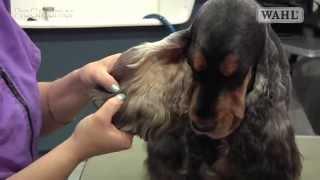 Grooming Guide - Cocker Spaniel - Salon/Pet Trim - Pro Groomer