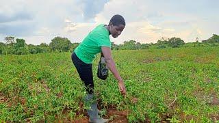 From Farm to Export: Exploring the World of Chili with a Seasoned Farmer in Northern Uganda