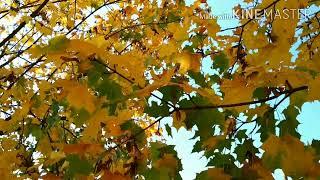 Красивое Видео про Осень,  для Релакса и Отдыха. ОСЕНЬ ВЛЮБЛЕННАЯ В ГРУСТЬ