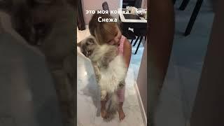 это моя кошка «Снежка» #кошка   #котенок #кот #сочи