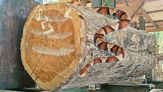 amazing find of an old teak tree trunk full of dense and beautiful fibers