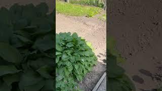 #Сябры #Прыязжайце да нас у Беларусь #семейная#слоним #гродненскаяобласть https://t.me/ledi_NU
